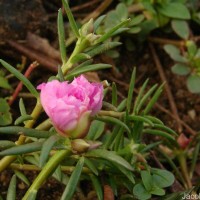 Portulaca grandiflora Hook.